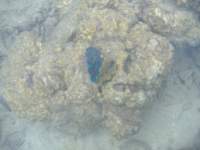 Just below the watersurface