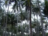 Coconut trees on Ko Kut