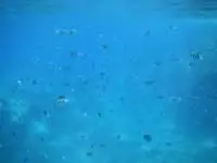 Literally thousands of fish surround you on your snorkeling trip