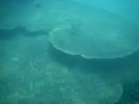 Gigantic Coral near Koh Kood